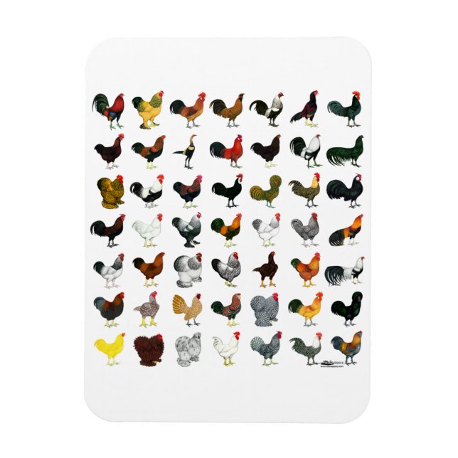 Íman 49 Roosters (Vertical)