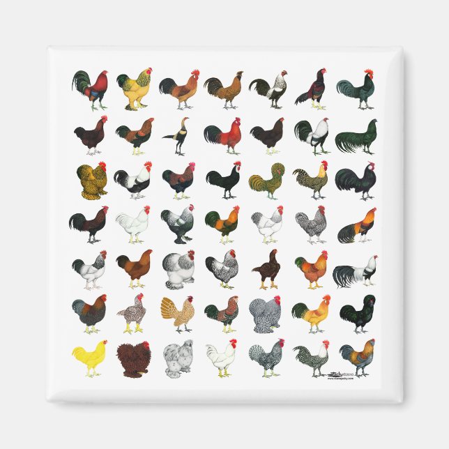 Íman 49 Roosters (Frente)