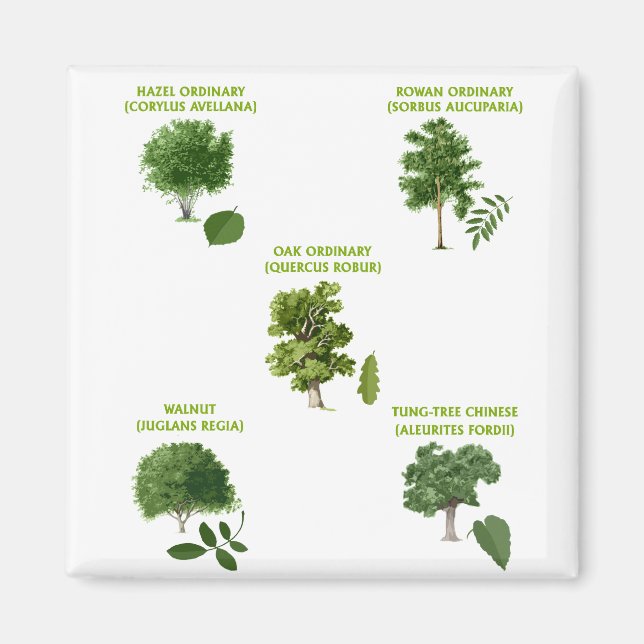 Íman 5 Árvores (Frente)