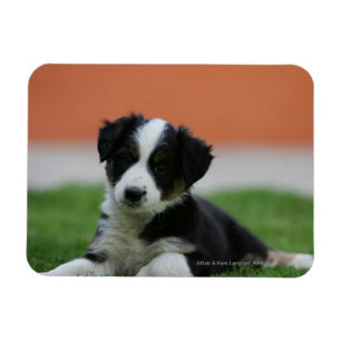 Íman 6 border collie semanas de idade