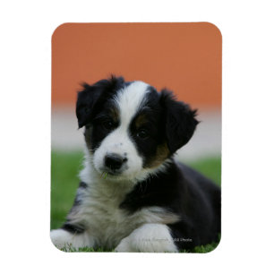 Íman 6 border collie semanas de idade