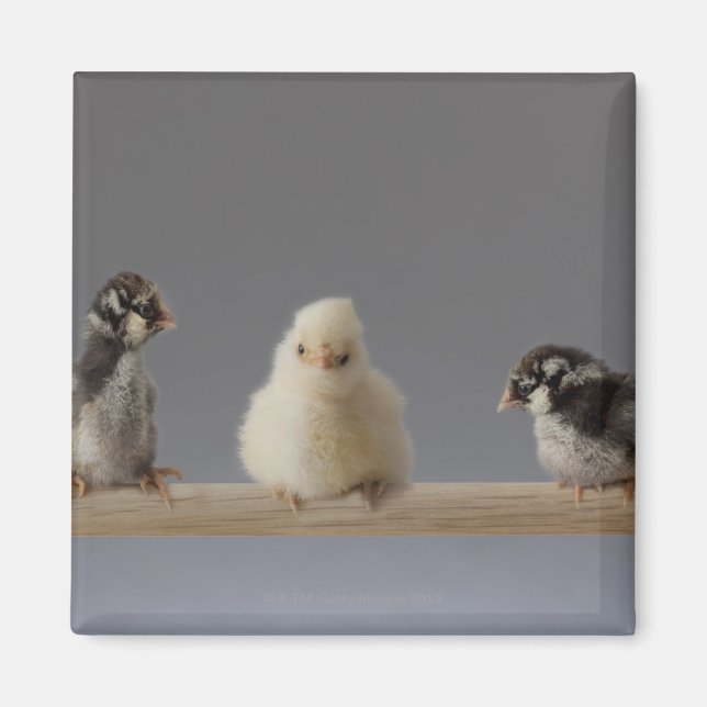 Íman 7 Bebês de companhia em um perch (Frente)