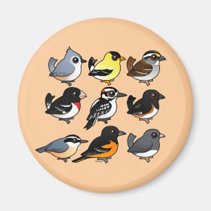 Íman 9 Aves do Nordeste dos EUA