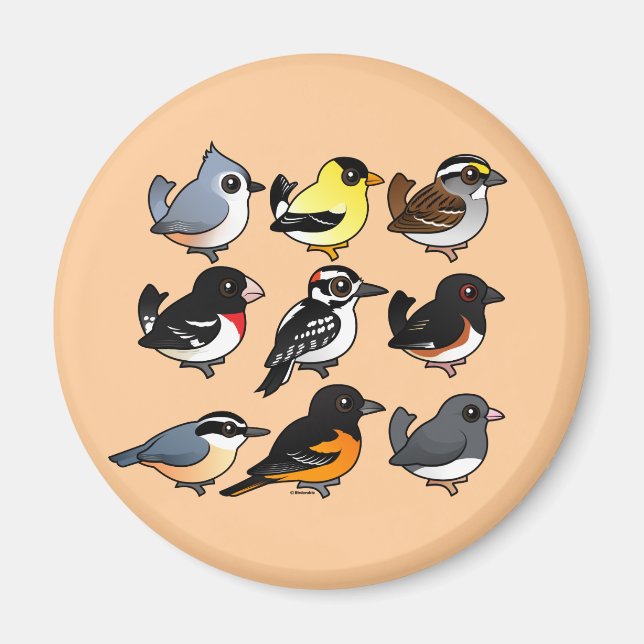 Íman 9 Aves do Nordeste dos EUA (Frente)