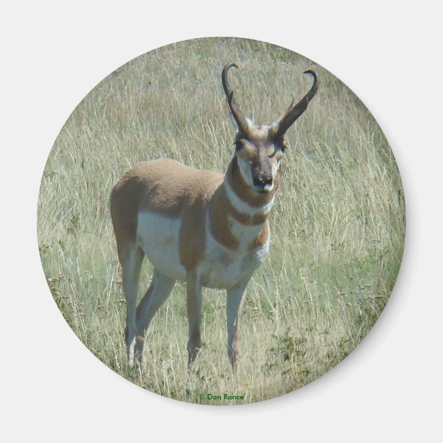 Íman A13 Pronghorn Antelope Big Buck (Frente)