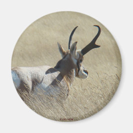 Íman A14 Antílope Pronghorn Sunshine Buck