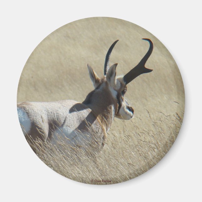 Íman A14 Antílope Pronghorn Sunshine Buck (Frente)