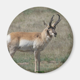 Íman A15 Pronghorn Antelope Rude Buck