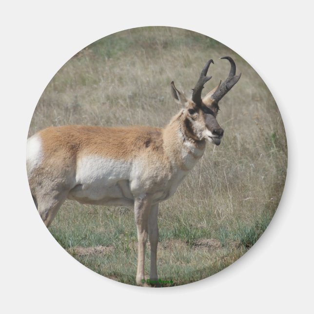 Íman A15 Pronghorn Antelope Rude Buck (Frente)
