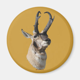 Íman A18 Pronghorn Antelope Buck Head Shot