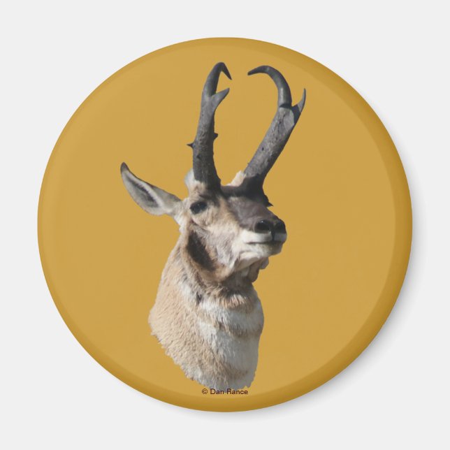 Íman A18 Pronghorn Antelope Buck Head Shot (Frente)