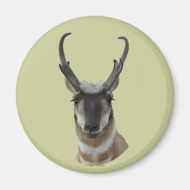 Íman A19 Pronghorn Antelope Dark Face Buck Head Shot (Frente)