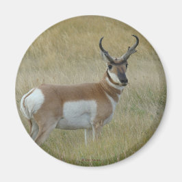 Íman A1 Antílope de Pronghorn