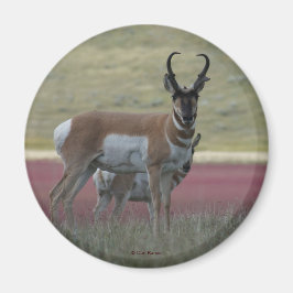 Íman A24 Pronghorn Antelope