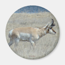 Íman A25 Antilope Pronghorn Jovem Buck