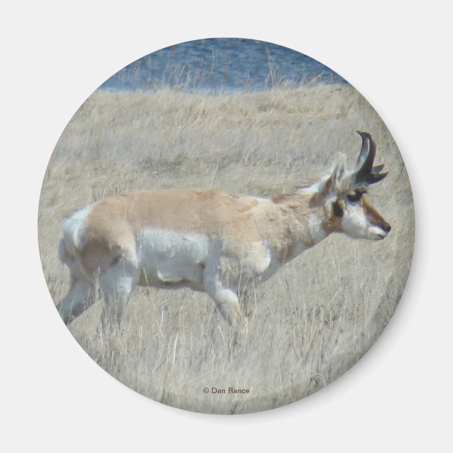 Íman A25 Antilope Pronghorn Jovem Buck (Frente)