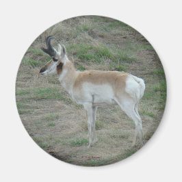 Íman A26 Pronghorn Antelope