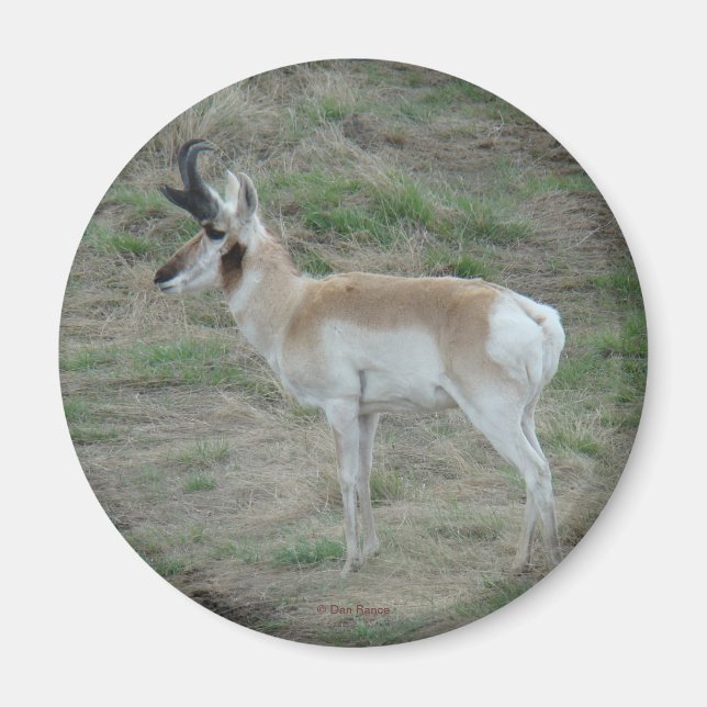 Íman A26 Pronghorn Antelope (Frente)