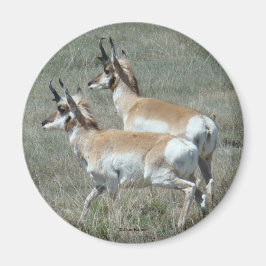 Íman A27 Pronghorn Antelope Young Bucks