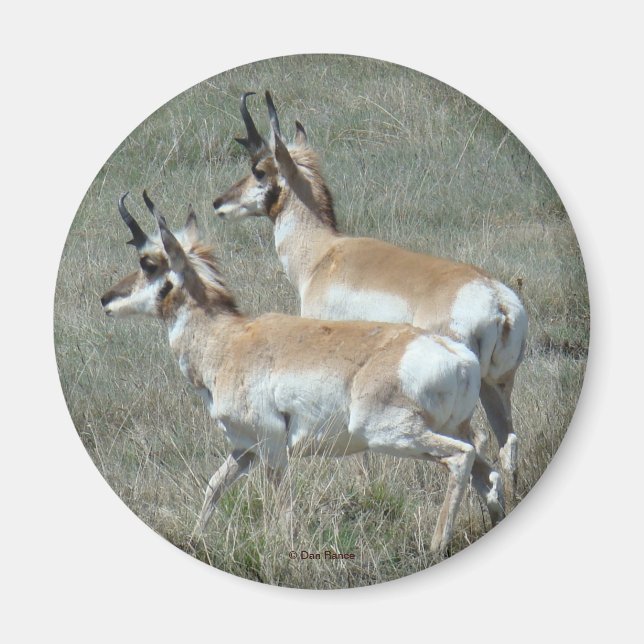 Íman A27 Pronghorn Antelope Young Bucks (Frente)