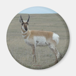Íman A28 Antilope Americano Bicho Jovem
