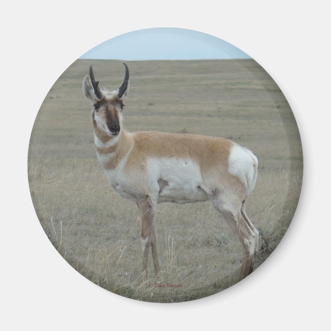 Íman A28 Antilope Americano Bicho Jovem (Frente)