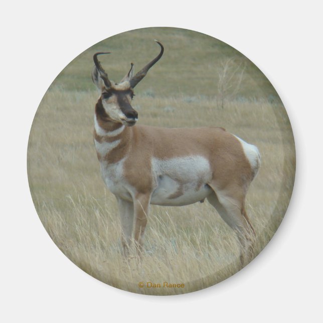 Íman A37 Antílope Villaque Buck Chifres Tortos (Frente)