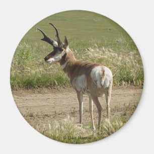 Íman A39 Pronghorn Antelope Buck