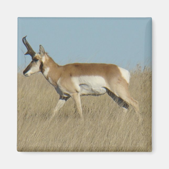Íman A45a Pronghorn Antelope Buck (Frente)