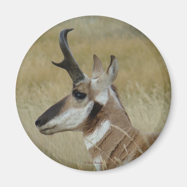 Íman A4 Pronghorn Antelope Young Buck Head Shot Perfil (Frente)