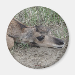 Íman A6 Bebe Antilope Pronghorn