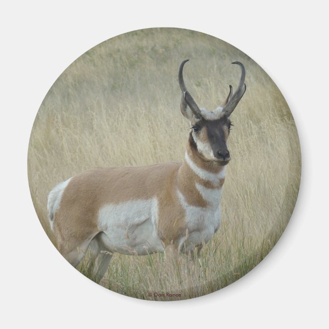 Íman A8 Pronghorn Antelope Big Buck (Frente)
