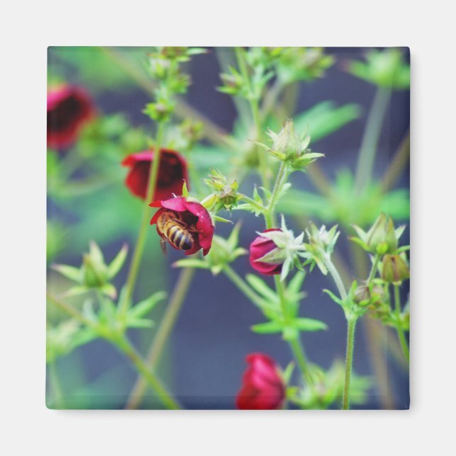Íman A Abelha Com Flor Vermelho (Frente)