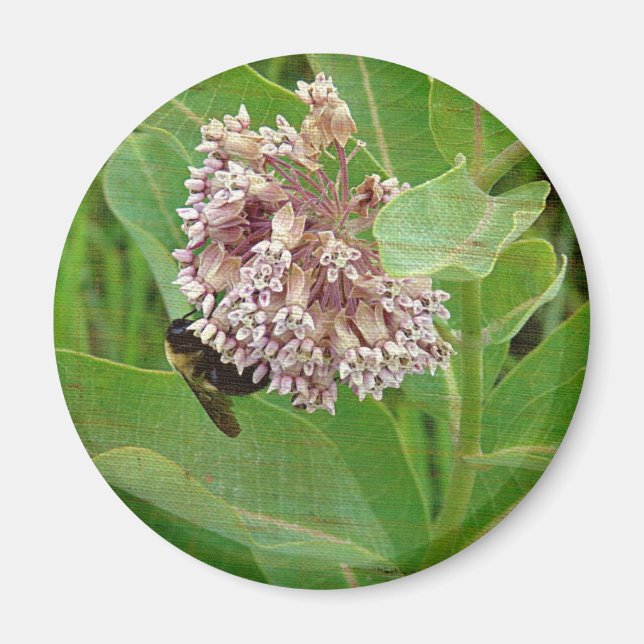 Íman A Abelha do Bumble na Milkweed (Frente)
