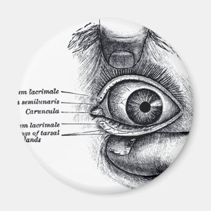 Íman A anatomia do cinza - globo ocular