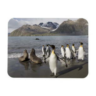 Íman A Antártica, ilha sul de Geórgia (Reino Unido),