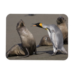 Íman A Antártica, ilha sul de Geórgia (Reino Unido),