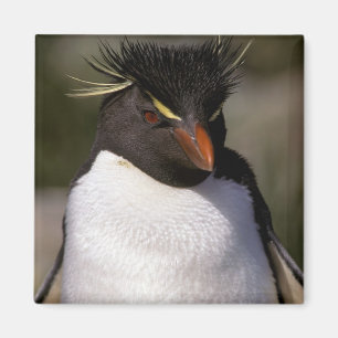 Íman A Antártica, ilhas Secundário-Antárcticas, 5 su