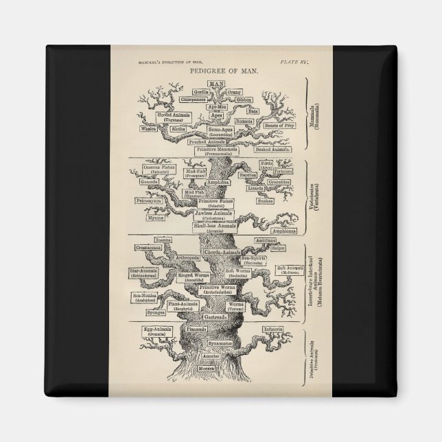 Íman A "árvore da vida" de Ernst Haeckel (Frente)