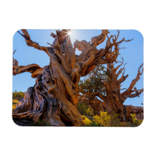 Íman A Árvore Sentinel