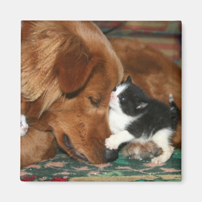 Íman A babá (Frente)