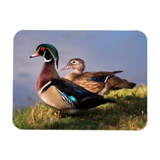 Íman À beira do lago, Pato-mandarin (Horizontal)