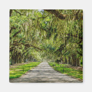 Íman A Bela Avenida Dos Oaks