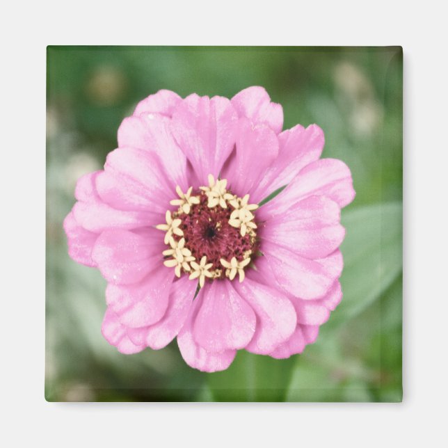 Íman A beleza de Johann (Frente)