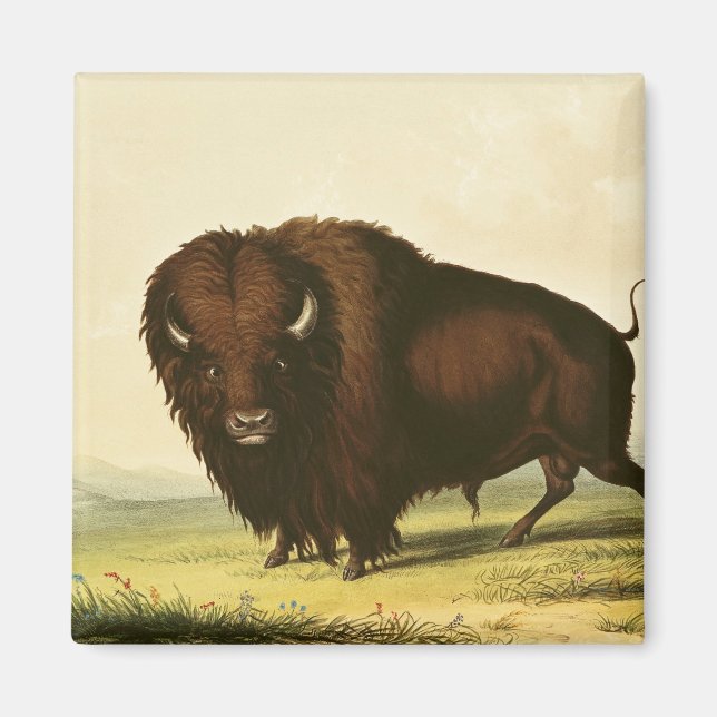 Íman A Bison, c.1832 (Frente)