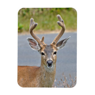 Íman A Buck Mule Deer