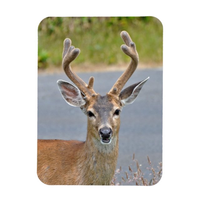 Íman A Buck Mule Deer (Vertical)