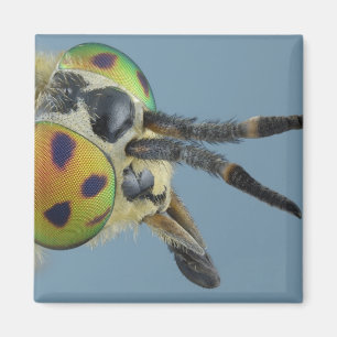 Íman A cabeça dos cervos voa