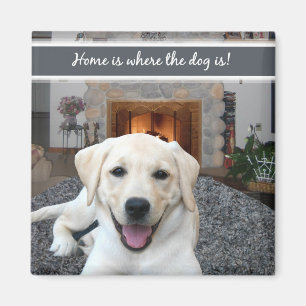 Íman A casa é o lugar onde o cão está