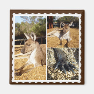 Íman A Colagem de Imagens do Kangaroo, Magnet